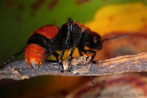 Hormiga de terciopelo rojo en la rama