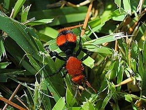 Hormigas de terciopelo rojo hembra y macho