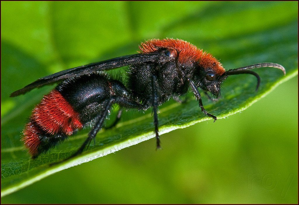 Hormigas de terciopelo rojo hembra y macho