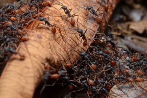 Grupo de hormigas del ejército escalando el árbol