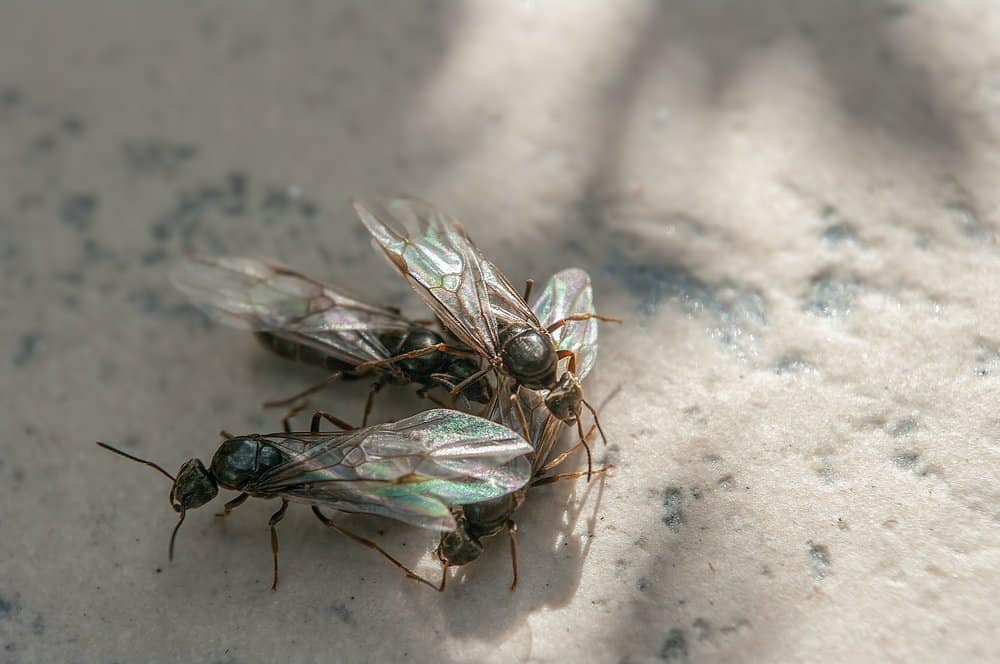 Forma del cuerpo de las hormigas volantes