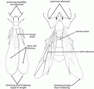 Formas corporales de termitas y hormigas voladoras