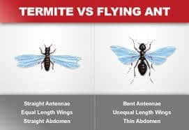 La diferencia entre hormiga y termita