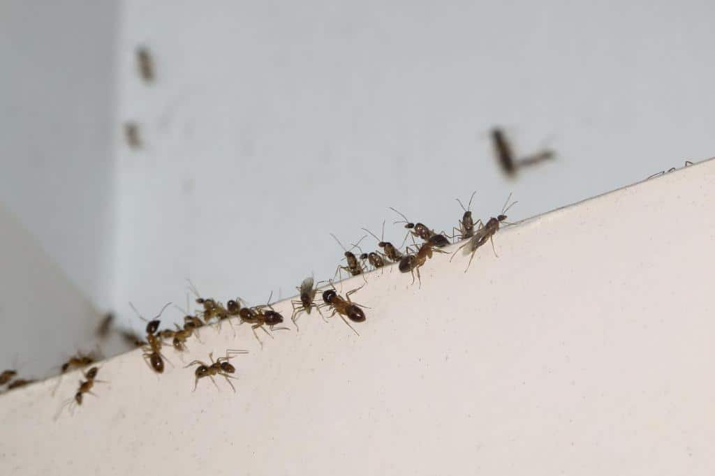 6 Remedios Efectivos para el Hogar para Deshacerse de Hormigas