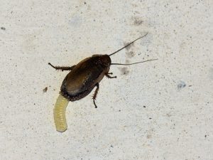 Una cucaracha está poniendo huevo en el suelo