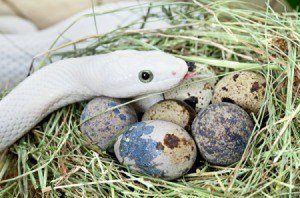 Serpiente blanca con sus huevos