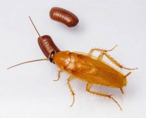 Una cucaracha y sus huevos