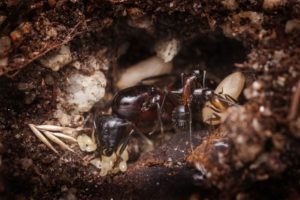 Los huevos de hormiga en la cueva