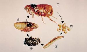 Un ciclo de vida de las pulgas