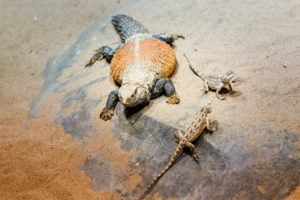 Iguanas del desierto en el zoológico.