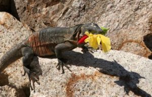 Dragón del desierto está comiendo una flor.