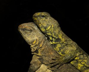 Lguana del Desierto: 4 Características Físicas Más 12 Hechos Divertidos