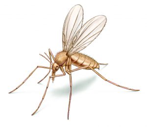 Ilustración de mosca de arena sobre fondo blanco.