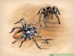 Imagen de dibujo de dos arañas 