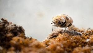 Imagen macro de un escarabajo alfombra variada que camina sobre una esponja vieja.