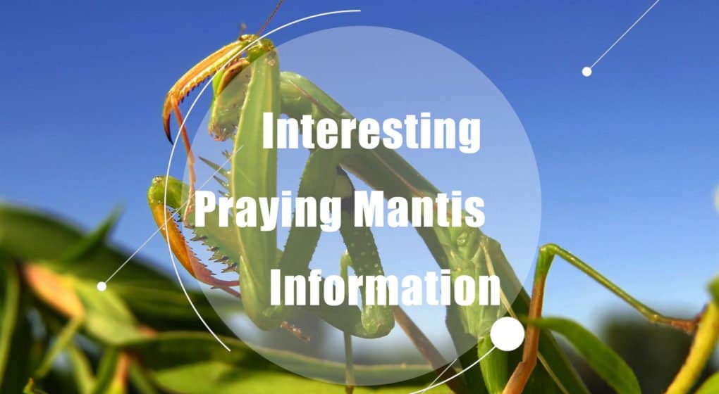 Mantis de Oración – Interesante Información de Mantis de Oración (2018)