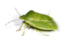 Insecto Apestoso Verde: Datos Interesantes, Daños y Cómo Deshacerse de ellos