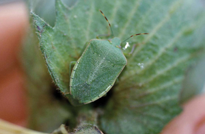 Insecto apestoso verde tumbado en la hoja