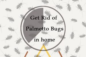 Deshacerse de los Insectos de Palmetto en Casa: 5 Métodos Sencillos (que Funcionan en 2018)