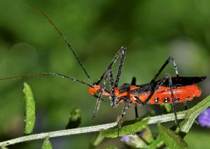 ¿Cómo Controlar los Insectos Asesinos?