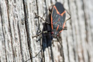 Boxelder bug escalar en el árbol