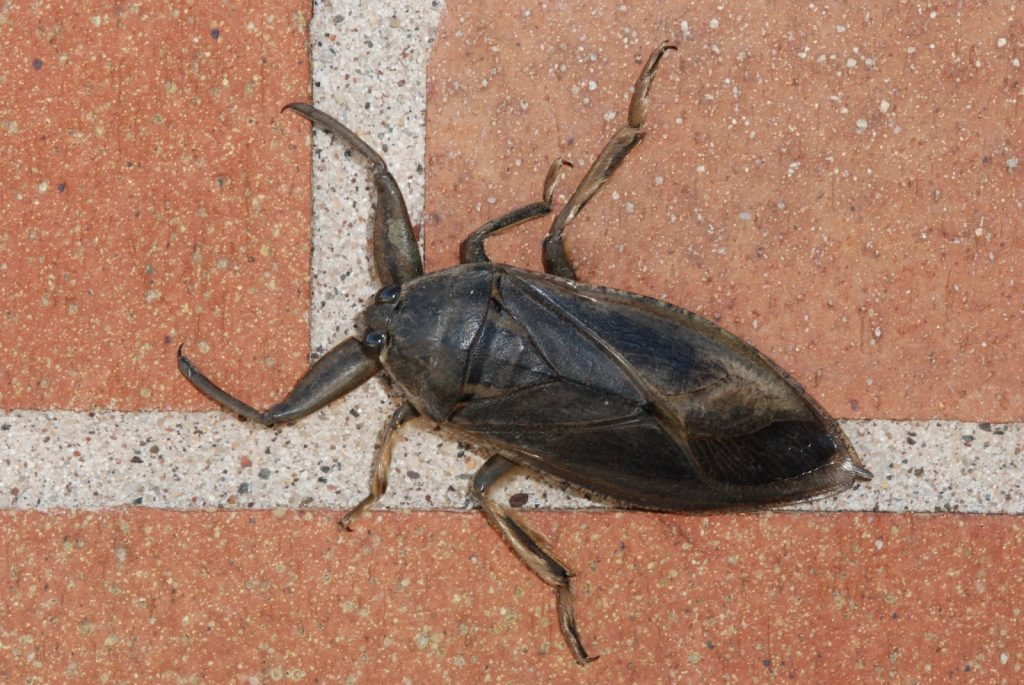 Un insecto de agua gigante está escalando la pared