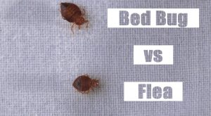 Insecto de Cama vs. Pulga: Las Diferencias (más Insecto de Cama Vs. Escarabajo de Alfombra Vs. Garrapata)