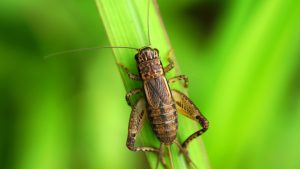 Insecto de cricket tumbado en planta verde