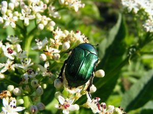 Insecto Junio: Hechos Generales y Repelentes Comerciales para Deshacerse de ellos