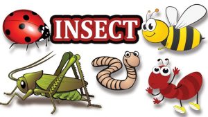 Lindo dibujos animados insectos en el fondo blanco