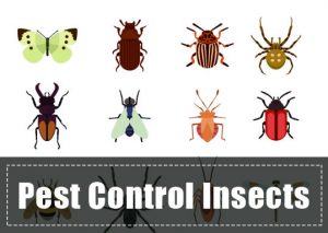 Insectos Beneficiosos: ¿Cómo Utilizar Insectos para el Control de Plagas?