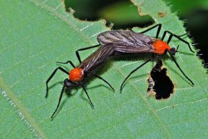 Dos insectos de amor tumbados en hoja verde