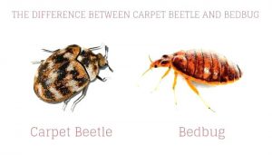 Cómo Decir la Diferencia entre los Insectos de la Cama y los Escarabajos de la Alfombra