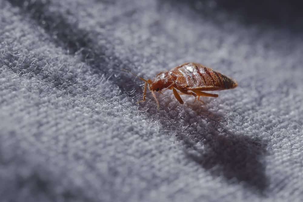 Un insecto de cama está acostado en el colchón