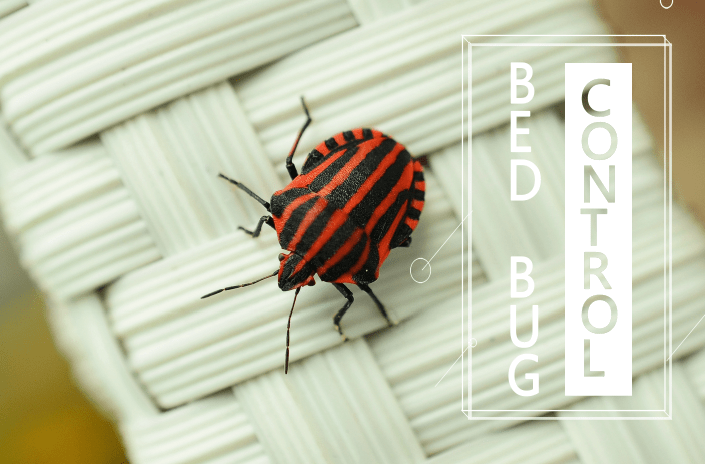 Un gran insecto de cama tumbado en el colchón