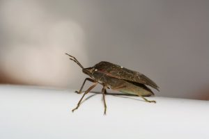 Bicho de la cama en el fondo blanco