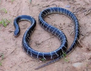 La serpiente chucruita común de la India