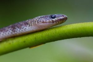 Primer plano de un krait azul acostado en las plantas