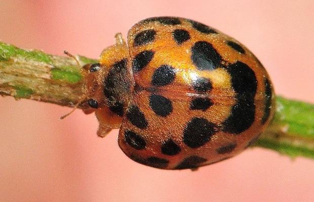 28 manchas patata mariquita acostado en un rama