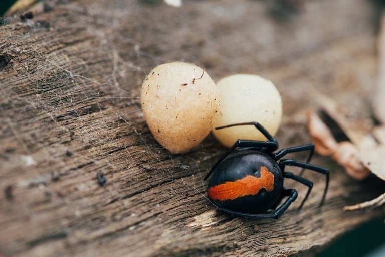 La araña de la espalda roja y los huevos.