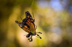 La araña de plátano está comiendo mariposa en la web.