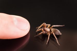 La araña del lobo ataca al hombre.