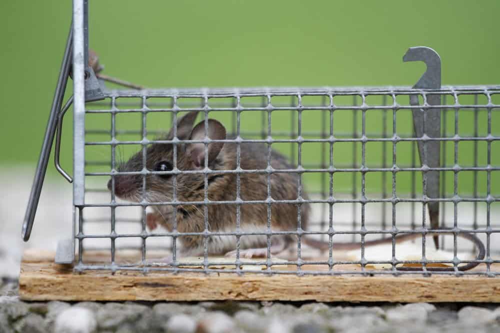 Un ratón está atrapado en una jaula