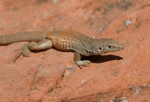 único lagarto en el suelo rojo.