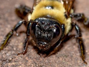 Un primer plano de la cabeza de abeja carpintero