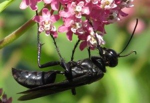 Una avispa negra tumbada sobre flores