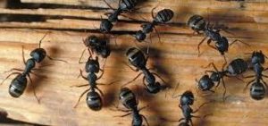 Grupo de hormigas carpinteras en el suelo de madera the wooden floor