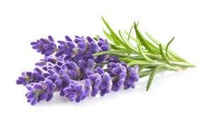 Lavanda hermosa