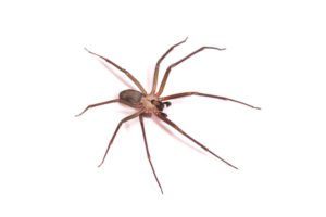 Macro de una araña marrón sobre blanco.