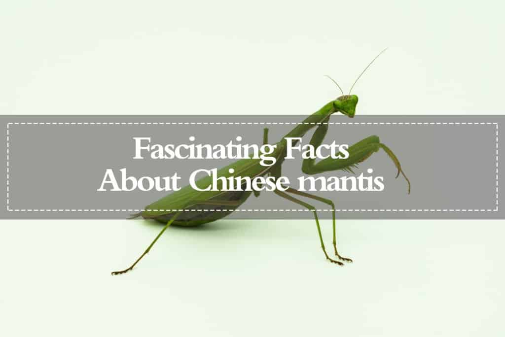 Mantis China — Datos Fascinantes sobre la Mantis China